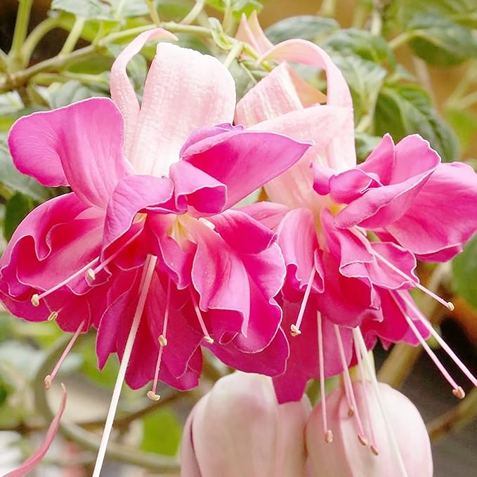 Fucsia, un fiore sorprendente e amichevole per i colibrì per il tuo giardino