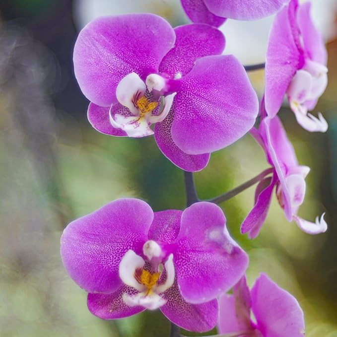 Cymbidium Orchid Purple Seeds  Fragrant, Hardy, Easy to Care, Great for Beginners  Indoor and Outdoor Cut Flower