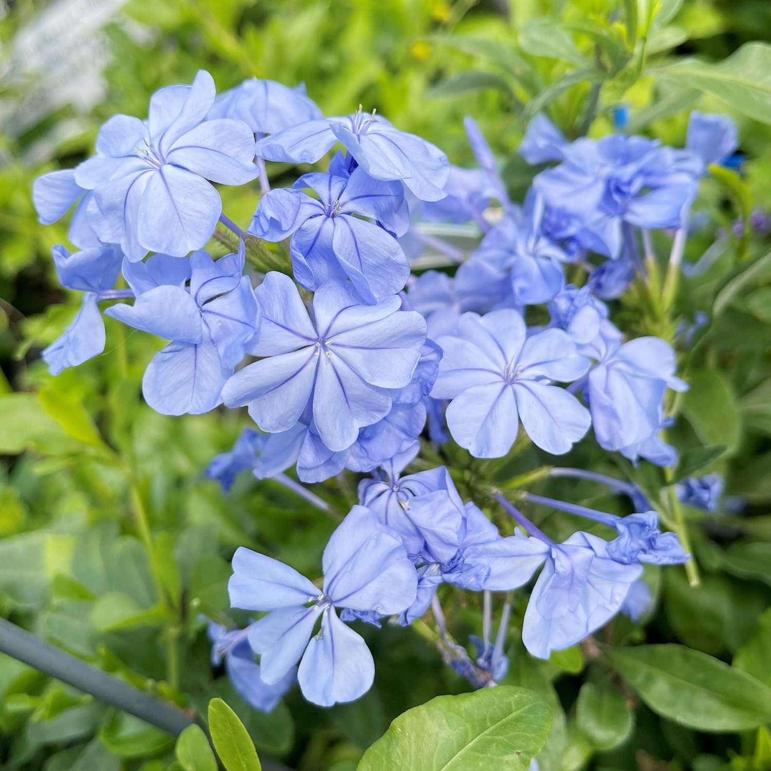 10 semillas de Plumbago azul | Arbusto floreciente | Flores azules vibrantes | Atrae polinizadores | Resistente a la sequía y de bajo mantenimiento | Ideal para jardines y paisajes
