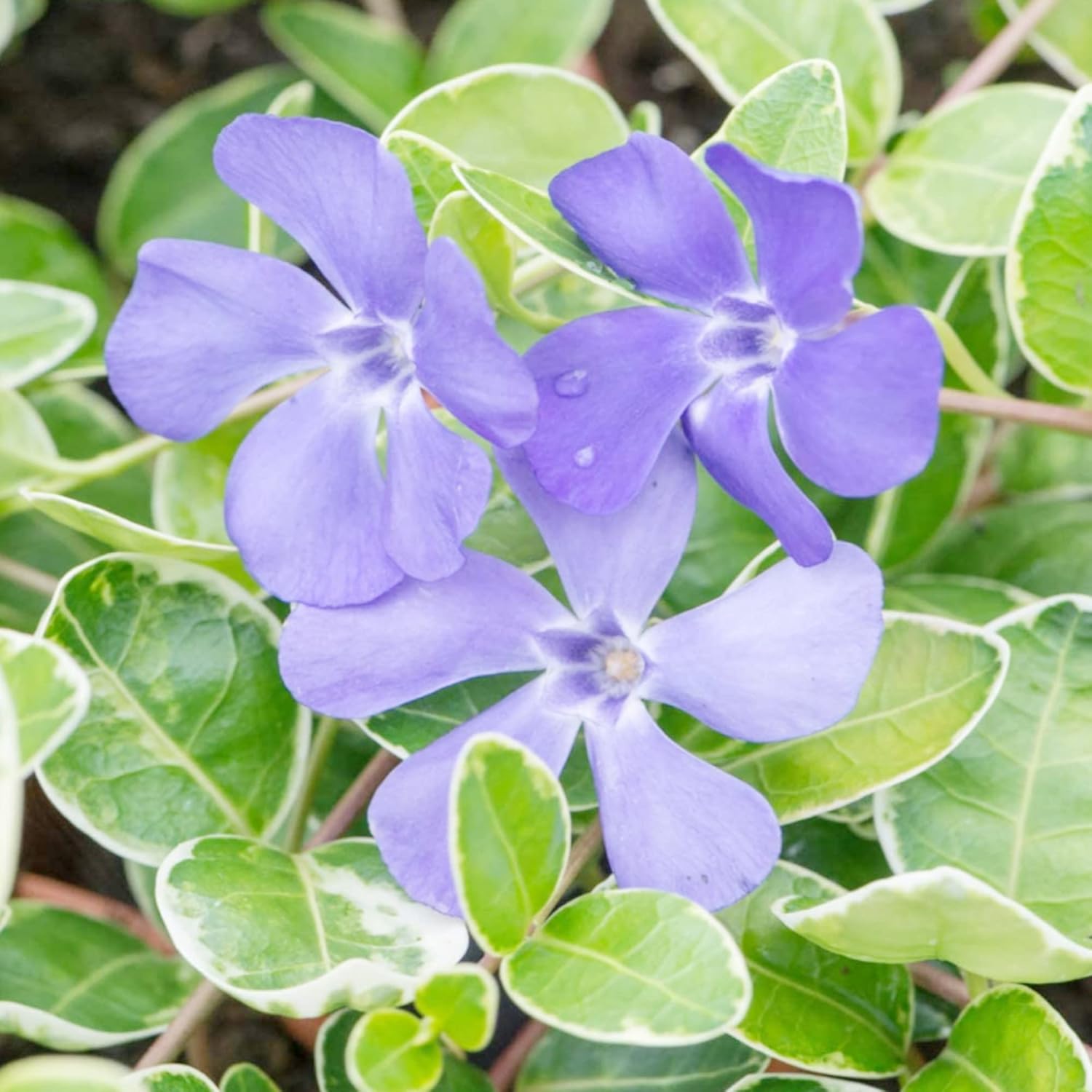 40 semillas de periwinkle | perenne de hoja perenne de bajo crecimiento | cubresuelos | tolerante a la sequía | atrae mariposas | bordes exteriores