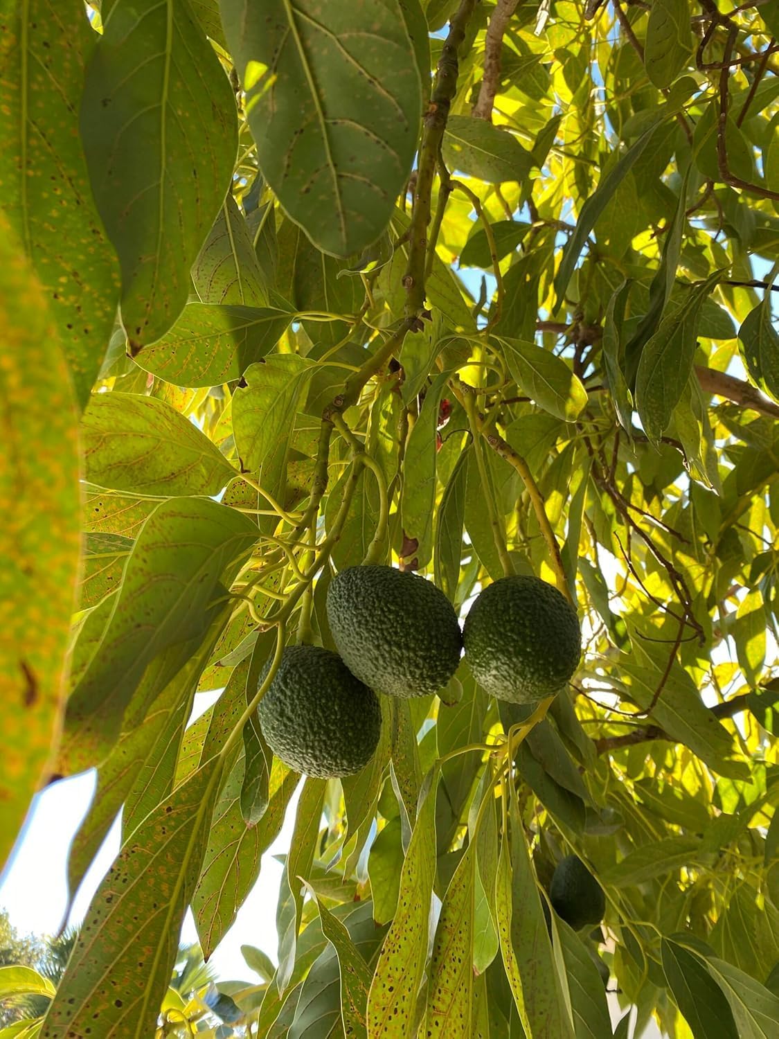 Semi di avocado Hass sani per piantare - da 2 a 3 piedi di altezza - albero da frutto per giardino - 1 pezzo