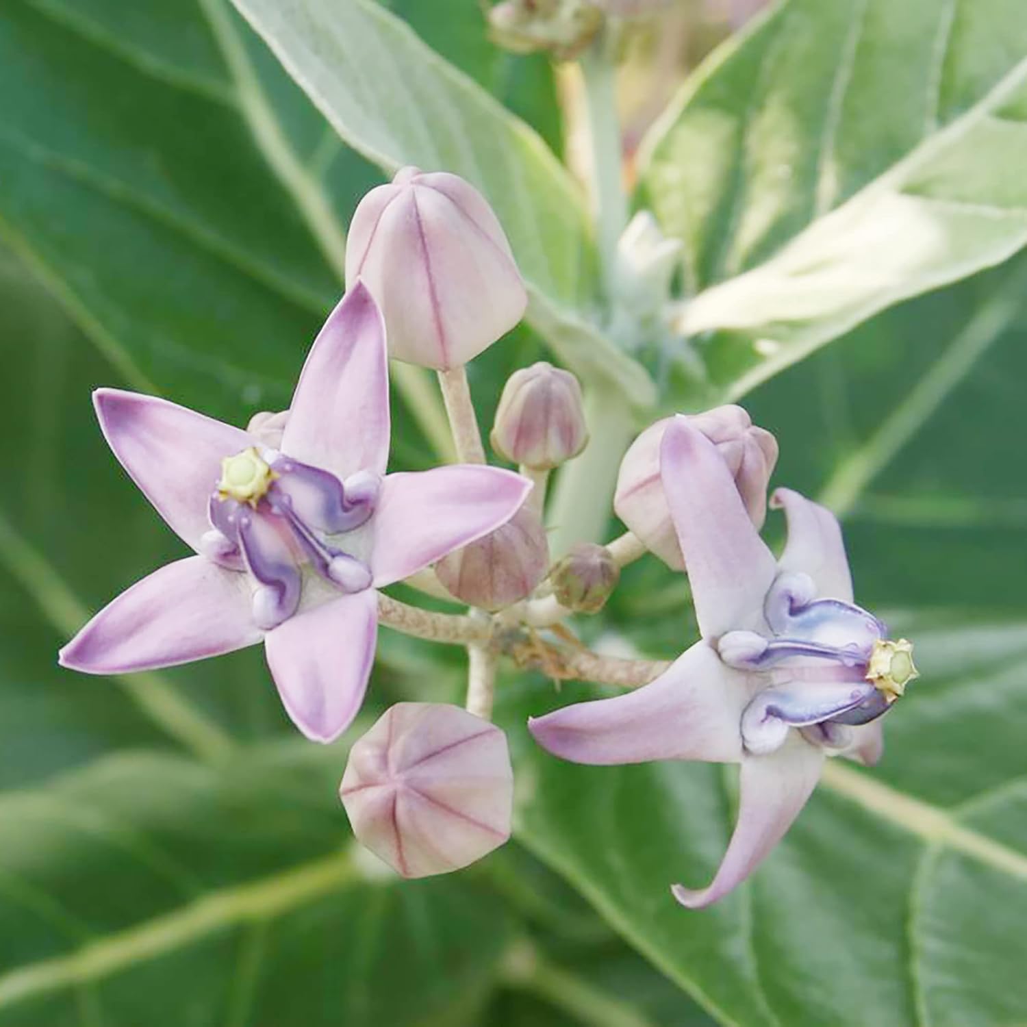 Calotropis Gigantea Seeds  Giant Milkweed