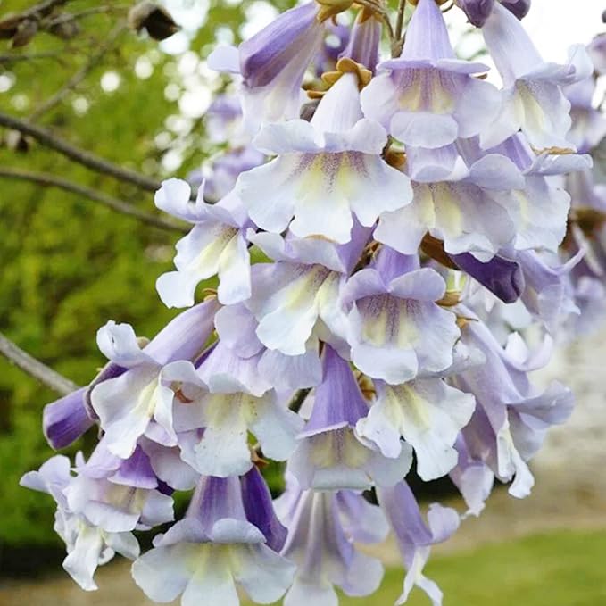 Semillas de Paulownia Fortunei - Árbol Emperatriz, Paulownia Real, Árbol Caducifolio de Crecimiento Rápido, Fragante y Amigable para Polinizadores para Jardín Ornamental