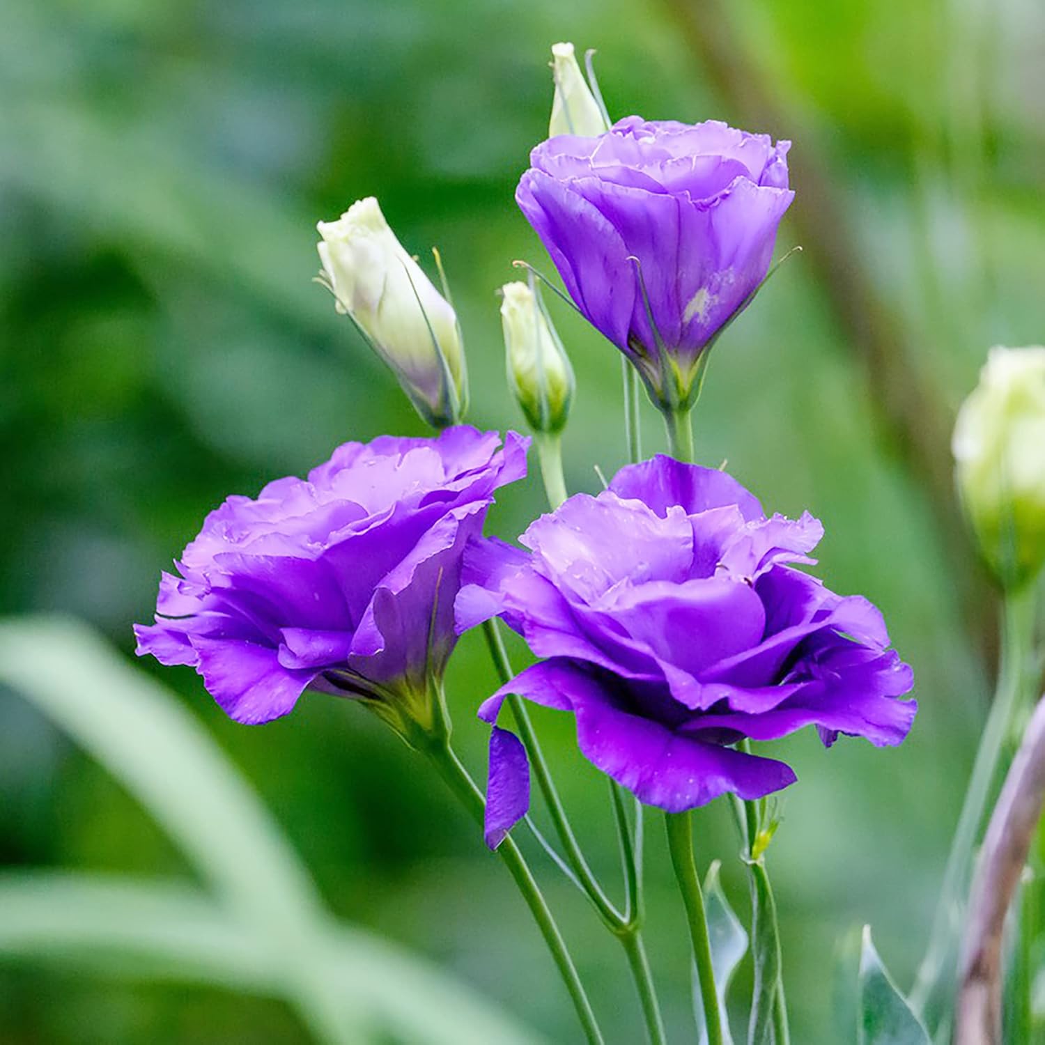 Lisianthus Eustoma Seeds – Prairie Gentian for Cut Flower Gardens