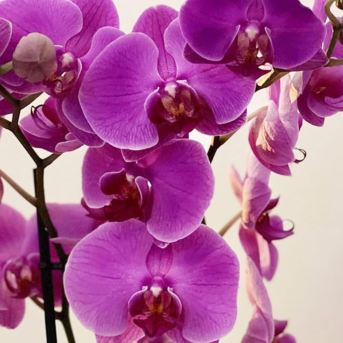 Cymbidium Orchid Purple Seeds  Fragrant, Hardy, Easy to Care, Great for Beginners  Indoor and Outdoor Cut Flower