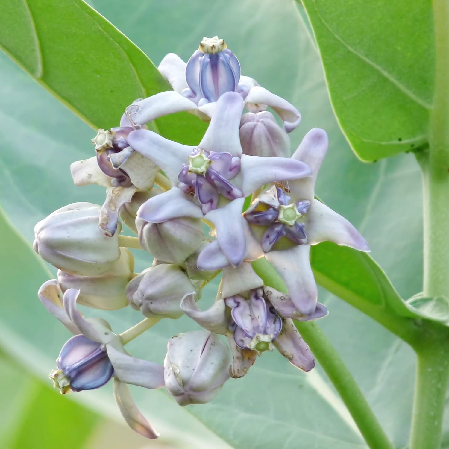 Calotropis Gigantea Seeds  Giant Milkweed