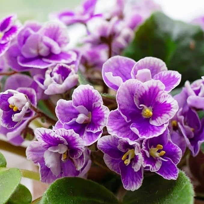 Mixed Color African Violet Seeds, Perennial Flower Seeds for Vibrant Indoor & Outdoor Blooms