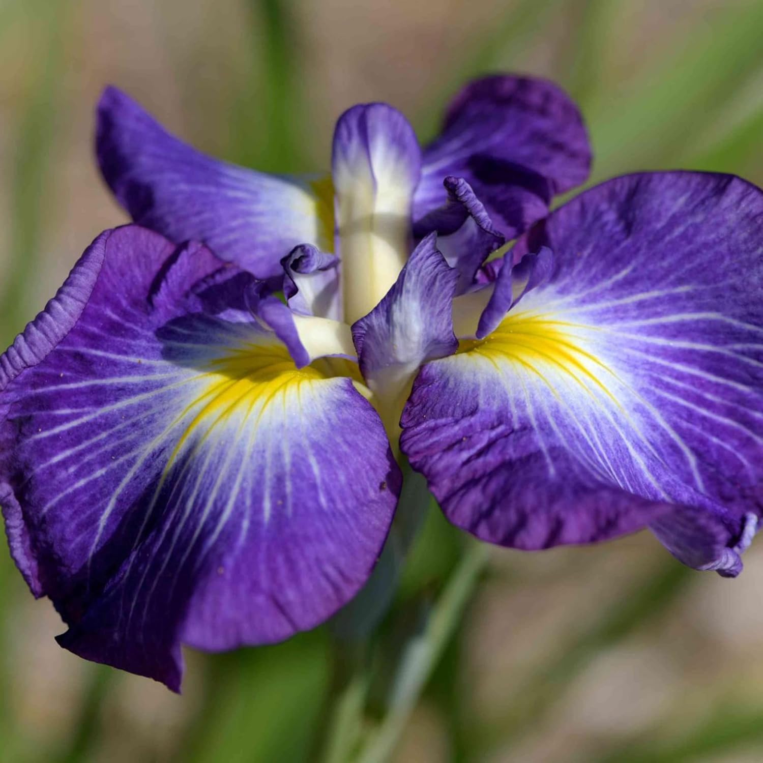 Semillas de iris japonesas Iris Ensata, flores hermosas e intrincadas, atraen polinizadores, perfectas para jardines acuáticos, bordes de estanques y bordes perennes