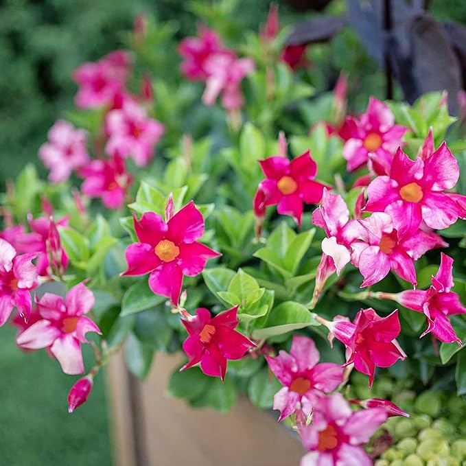 Mixed Calibrachoa Seeds, Vibrant Blooms for Stunning Garden Displays