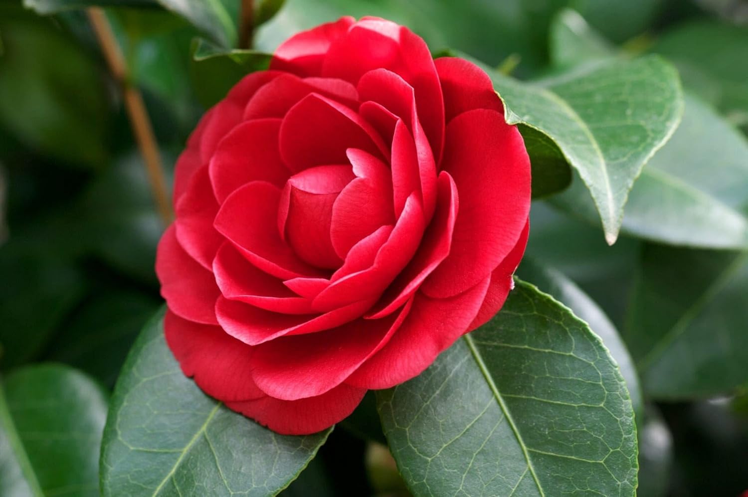 Semi di Camelia (Semi di Camelia Giapponese Rossa) - Fioriture per Tutte le Stagioni per Giardini