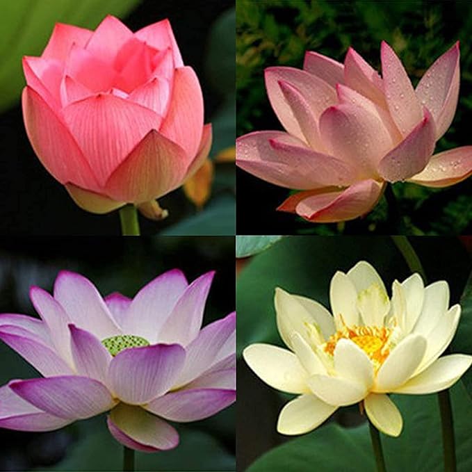 Mezcla de semillas de loto para plantar