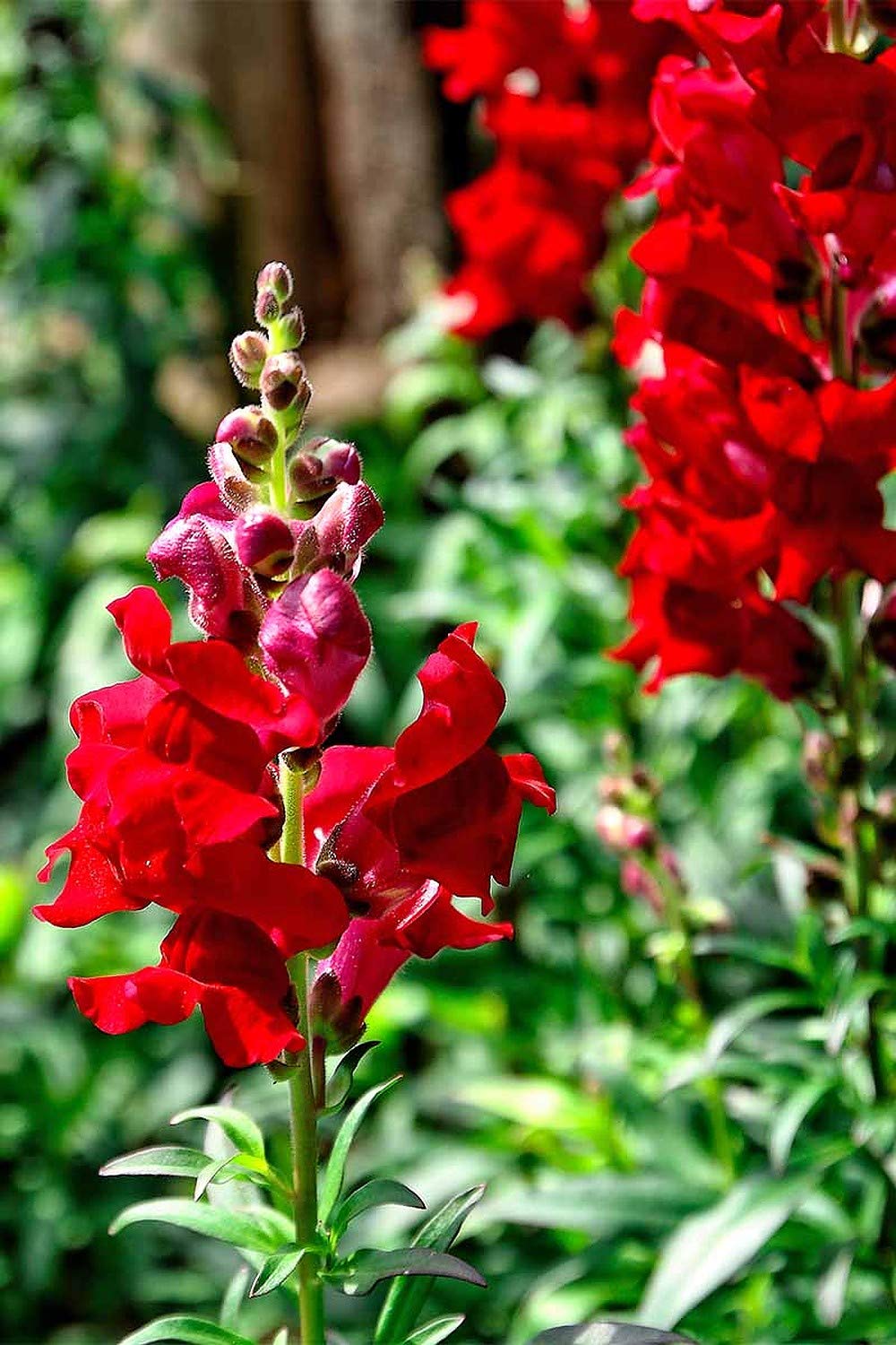 Deep Red Snapdragon Flower Seeds , Rich, Velvety Blooms for Your Garden