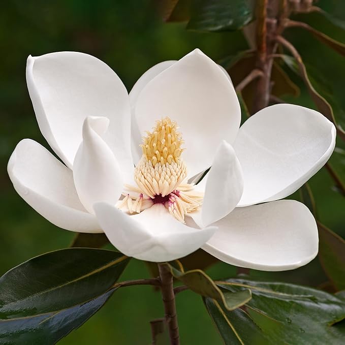 Magnolia Grandiflora Seeds For Planting