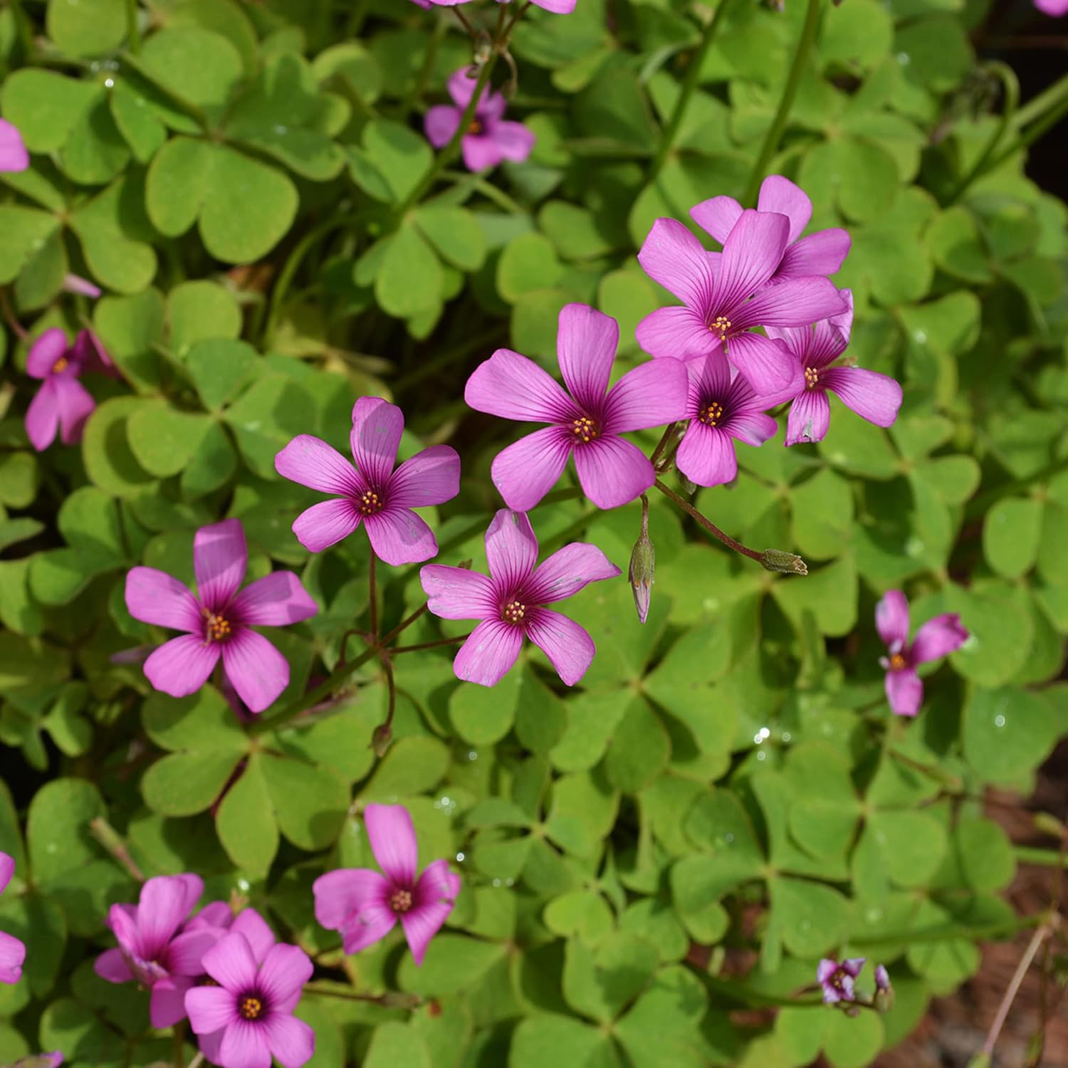 Semillas de vinagrillo rosa, Oxalis debilis, hierba perenne ornamental de bajo crecimiento para jardines de polinizadores, parterres exteriores