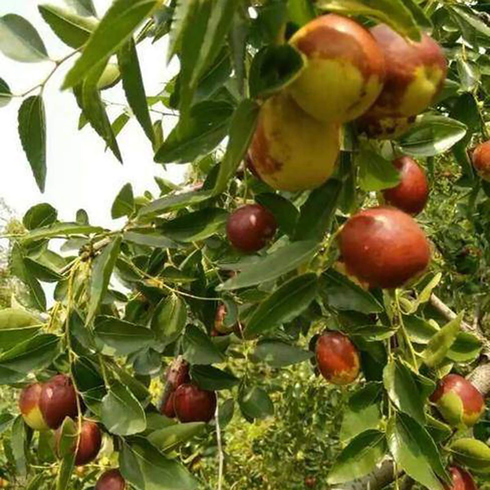 Graines de dattiers rouges chinois