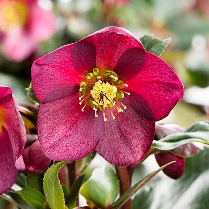 Semillas de Rosa de Cuaresma Helleborus Orientalis Planta Perenne de Floración Floración Temprana, Tolerante al Invierno para Jardines Boscosos y Bordes de Sombra
