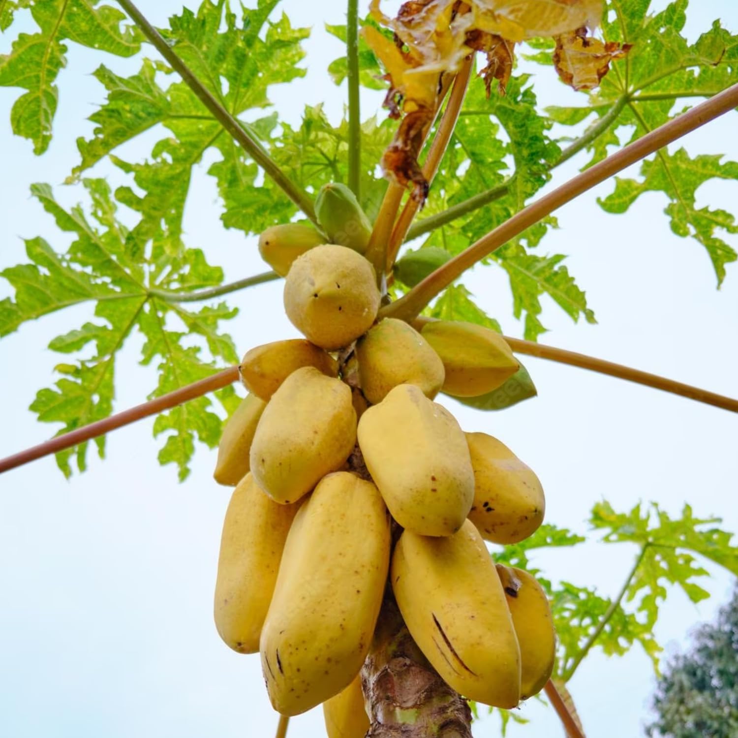 Semillas de papaya amarilla para plantar – Variedad de fruta dulce y tropical