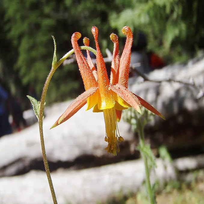 Graines d'ancolie double orange jaune - Plante vivace voyante, résistante aux cerfs et aux lapins, idéale pour les jardins et bordures de pollinisateurs - 50 pièces