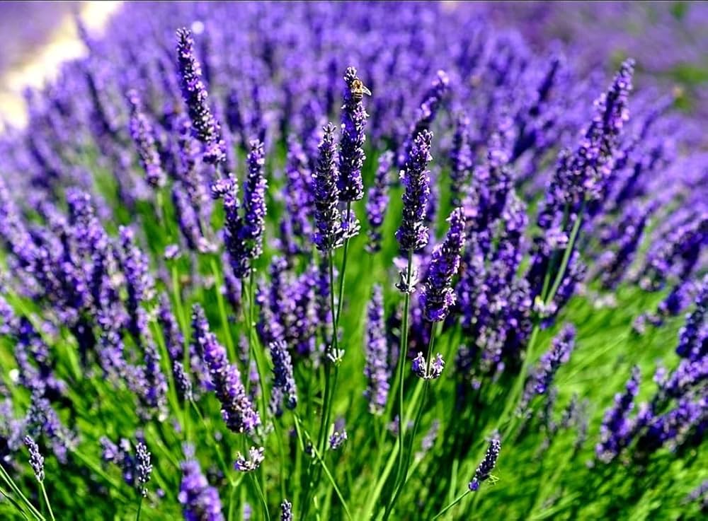 Semillas de Lavanda Inglesa (Lavandula angustifolia) – Flores Clásicas Fragantes para Jardines