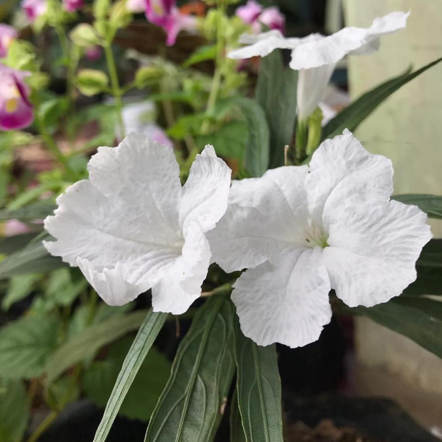 Semillas de Petunias Mexicanas Blancas Hierba Perennes Atraen Abejas y Mariposas Tolerantes al Calor y la Humedad Bordes Camas Contenedores Exterior 30 Piezas Semillas de Flores