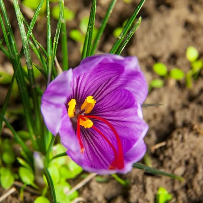 Bulbos de azafrán para jardín, perennes, no transgénicos, tolerantes a la sequía, ideales para jardines en macetas (7 piezas)