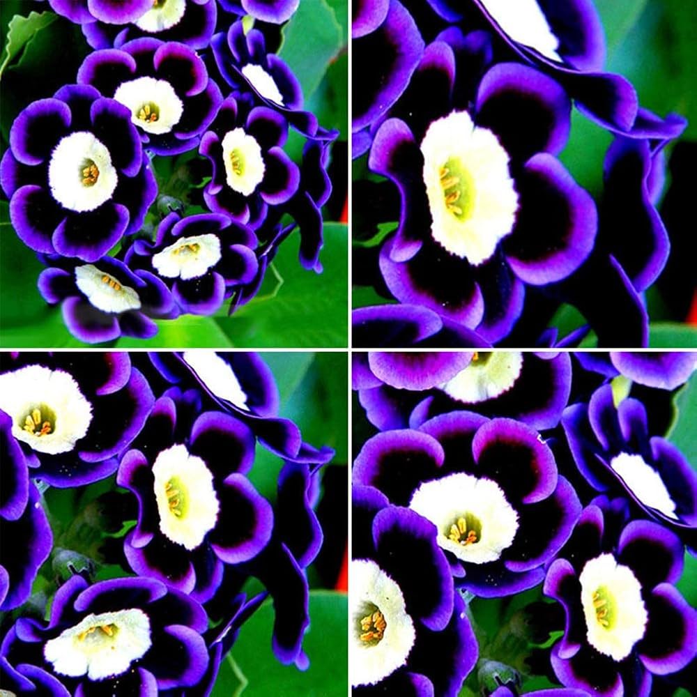 Scarce Rare Blue Petunia Seeds, Planting - 100 pcs - Flower seeds