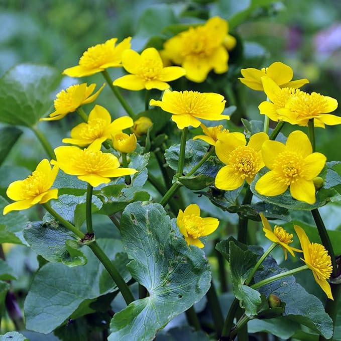 Semillas de Caléndula de Pantano (Caltha Palustris) Planta Perenne con Flores para Estanques y Arroyos, Atrae Polinizadores