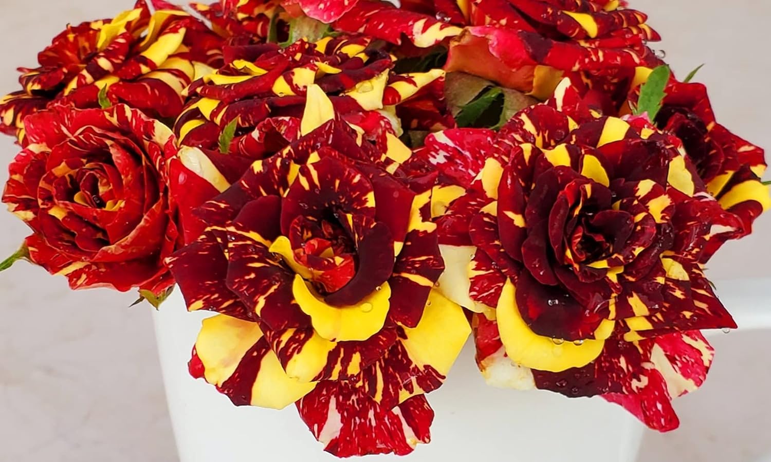 Ma Cherie Rose Seeds – Exquisite Garden Blooms