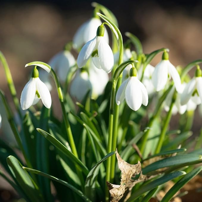 Semillas de flores Galanthus Elwesii para plantar, elegantes flores de campanilla de invierno para una exhibición encantadora y temprana de jardín en primavera