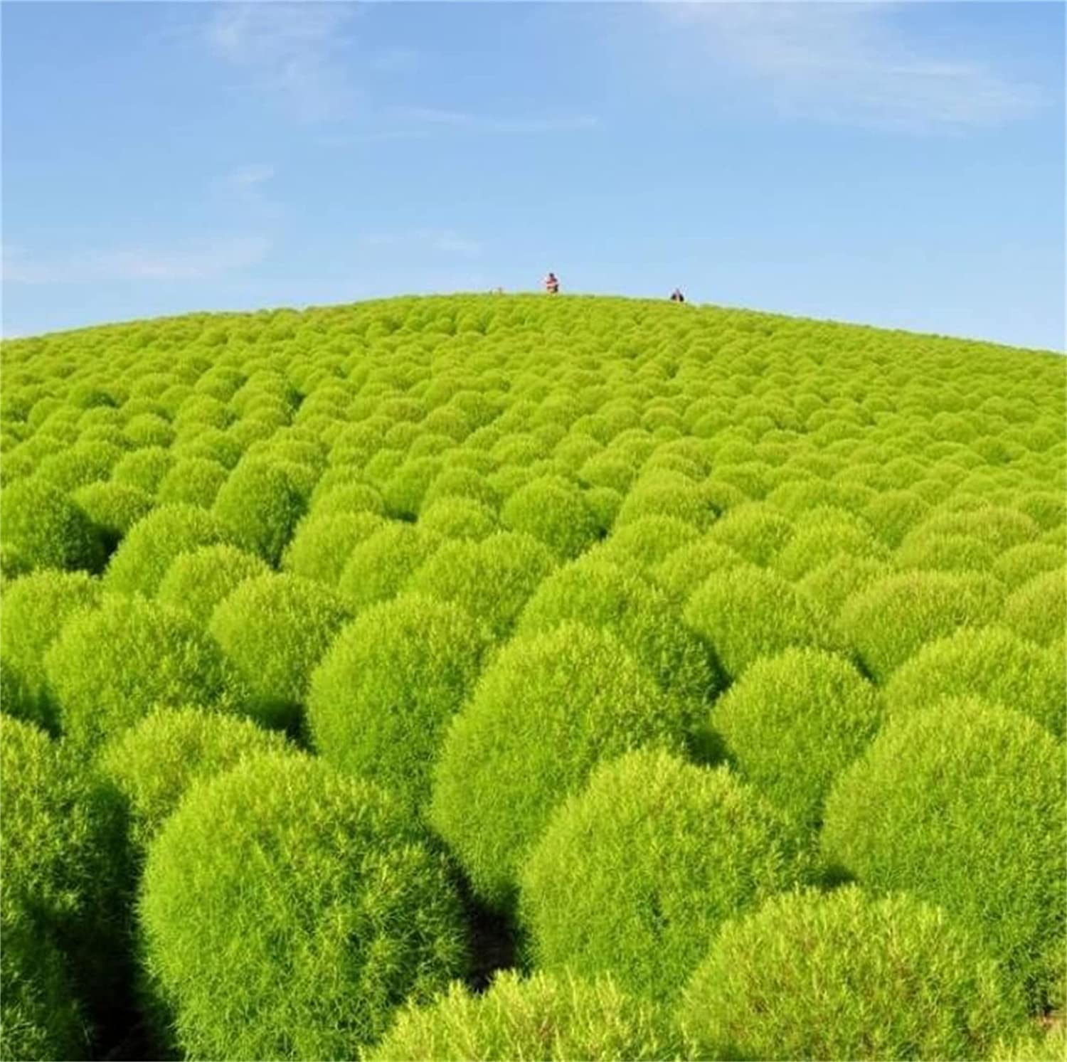 Semillas de Kochia Burning Bush – Variedad de Follaje Rojo para Acentos Dramáticos en el Jardín