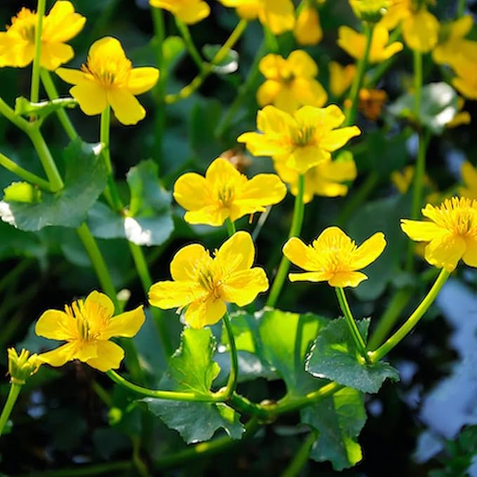 Semillas de Caléndula de Pantano (Caltha Palustris) Planta Perenne con Flores para Estanques y Arroyos, Atrae Polinizadores