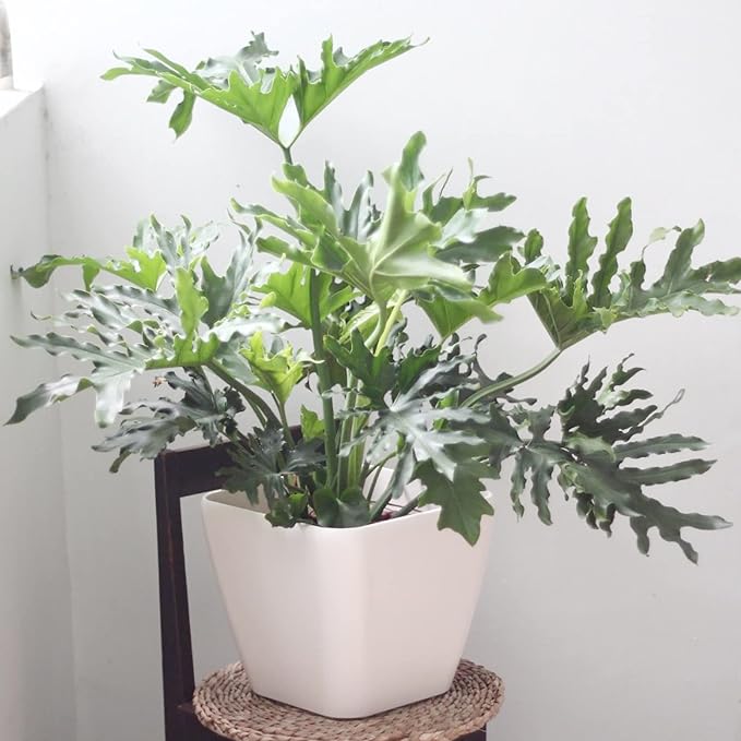 Semillas de Filodendro Árbol Encaje - Planta Tropical Perennifolia de Hojas Anchas para Jardines Interiores/Exteriores, Libre de OGM - 15 Piezas