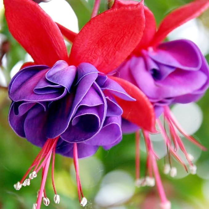 Fucsia, un fiore sorprendente e amichevole per i colibrì per il tuo giardino