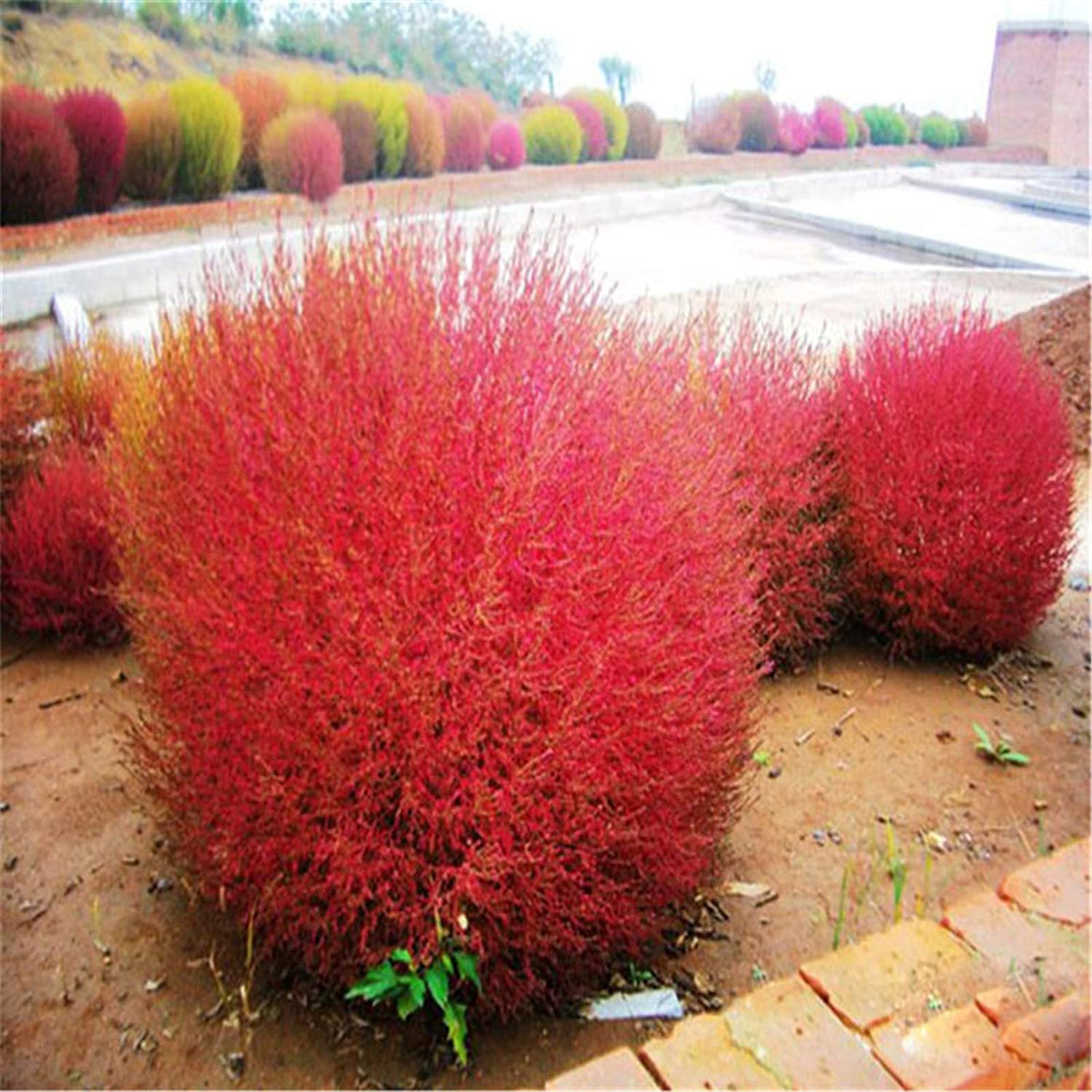Semillas de Kochia Burning Bush – Variedad de Follaje Rojo para Acentos Dramáticos en el Jardín