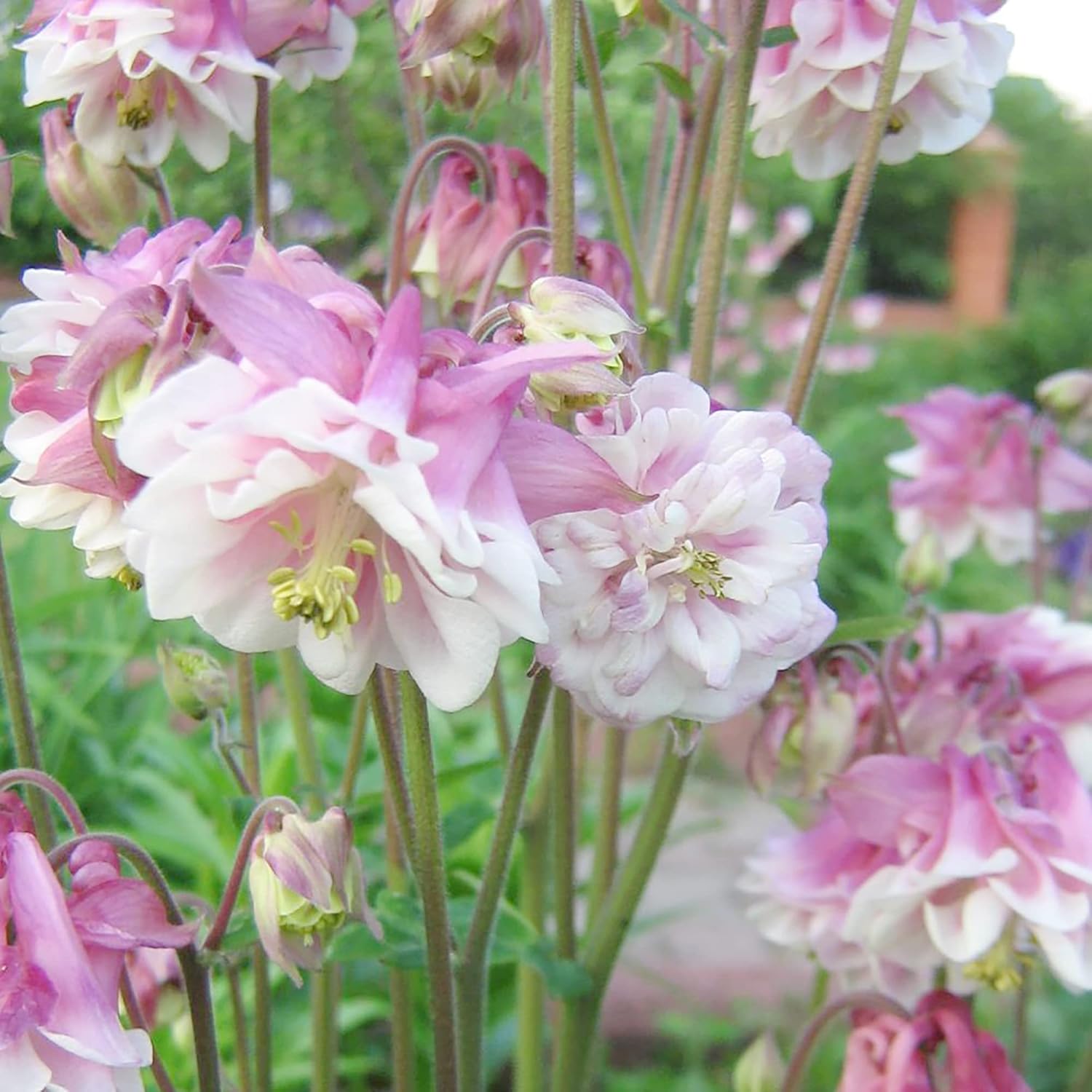 Semillas de Aquilegia Falda Rosa Flor Perenne Resistente Resistente a Ciervos y Conejos Bajo Mantenimiento y Libre de OGM Perfecta para Plantas en Maceta, Bordes y Jardines al Aire Libre