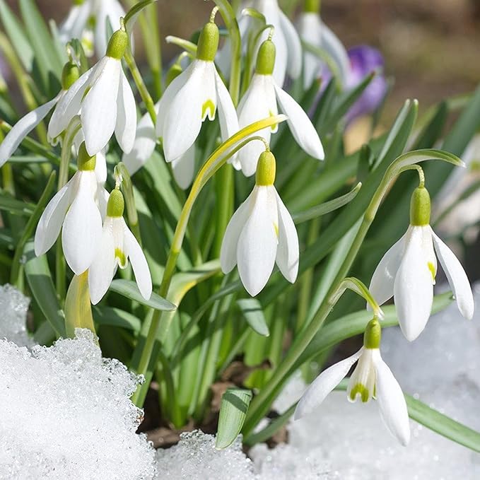 Semillas de flores Galanthus Elwesii para plantar, elegantes flores de campanilla de invierno para una exhibición encantadora y temprana de jardín en primavera