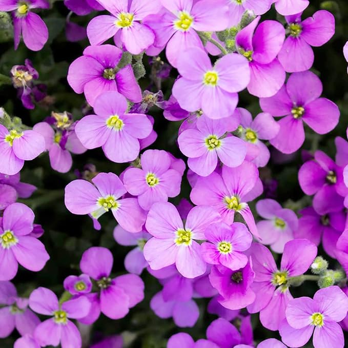 Semillas de Rockcress púrpura para plantar, semillas de Aubrieta, semillas vibrantes y resistentes de Rockcress púrpura para bordes de jardín impresionantes y cobertura del suelo