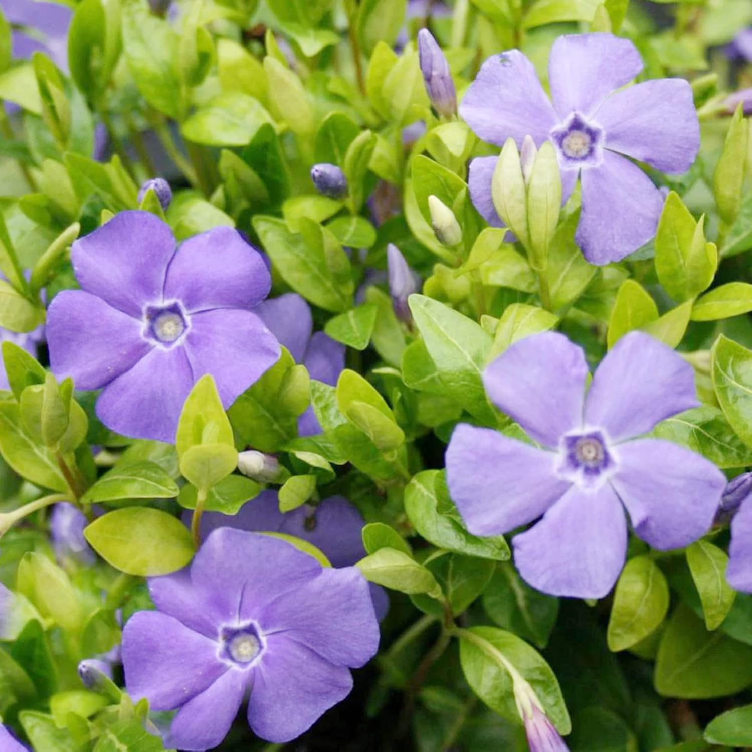 40 semillas de periwinkle | perenne de hoja perenne de bajo crecimiento | cubresuelos | tolerante a la sequía | atrae mariposas | bordes exteriores