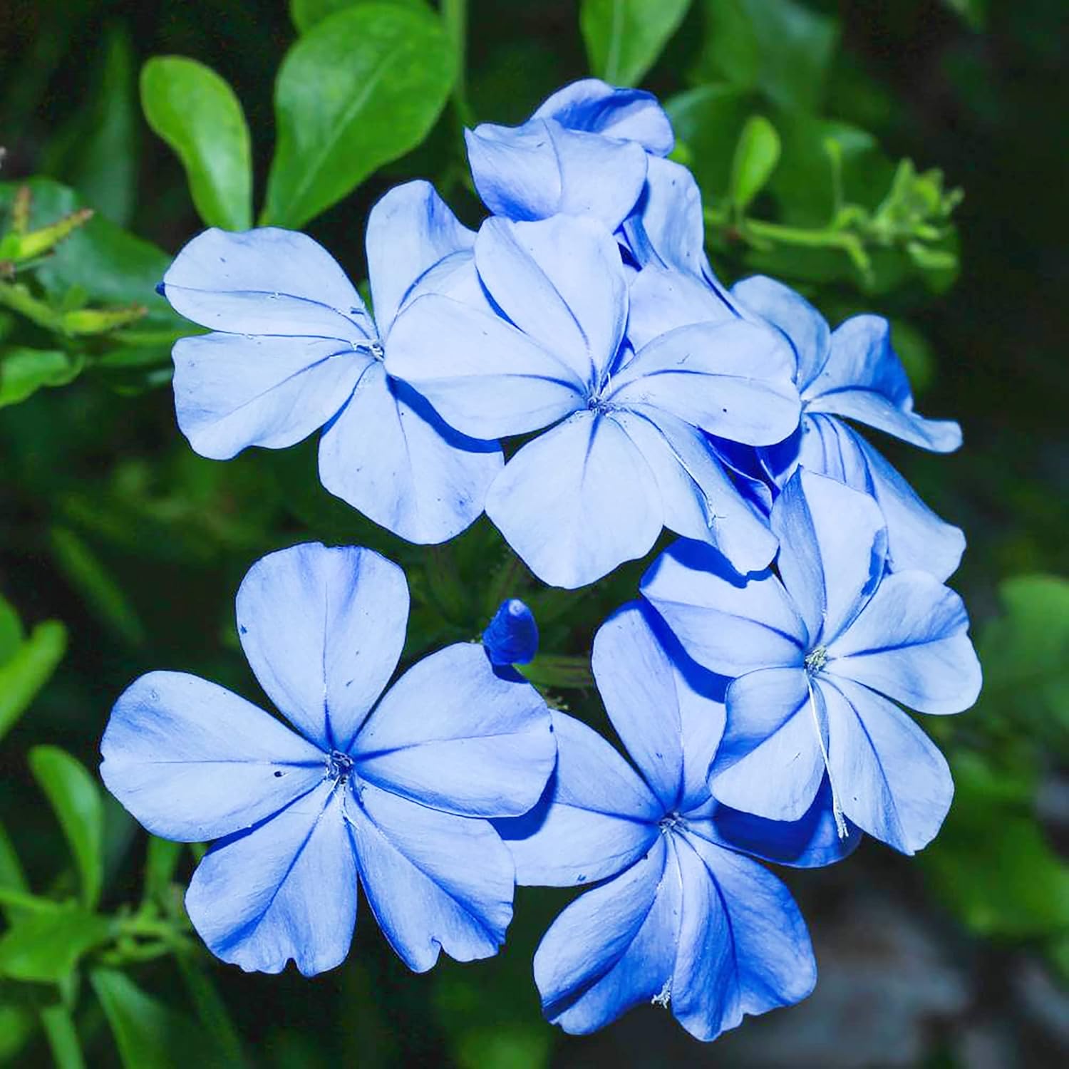 10 semillas de Plumbago azul | Arbusto floreciente | Flores azules vibrantes | Atrae polinizadores | Resistente a la sequía y de bajo mantenimiento | Ideal para jardines y paisajes