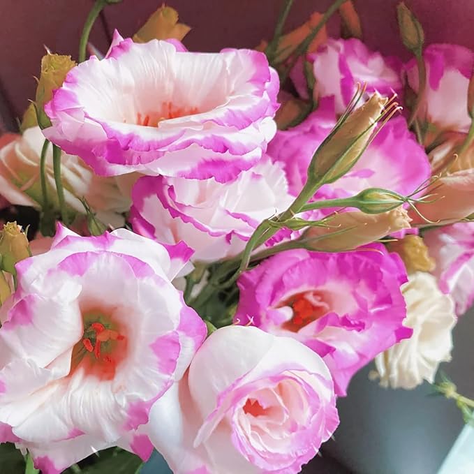 Rosa weiße Lisianthus-Samen zum Pflanzen, Eustoma grandiflorum