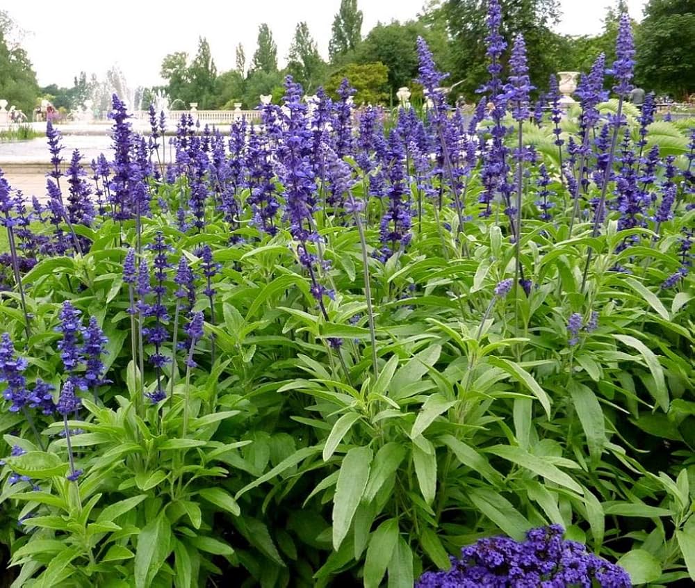 Salvia Seeds (Salvia Verbenaca Seeds) – Premium Herbaceous Perennial for Gardens