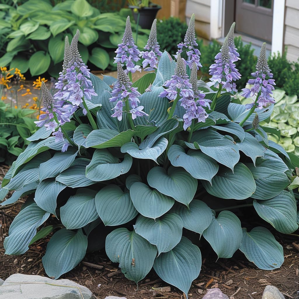 Semi di fiori perenni misti Hosta e Giglio – Pizzo bianco e varietà colorate per piantagione fai-da-te di copertura del terreno nel giardino di casa