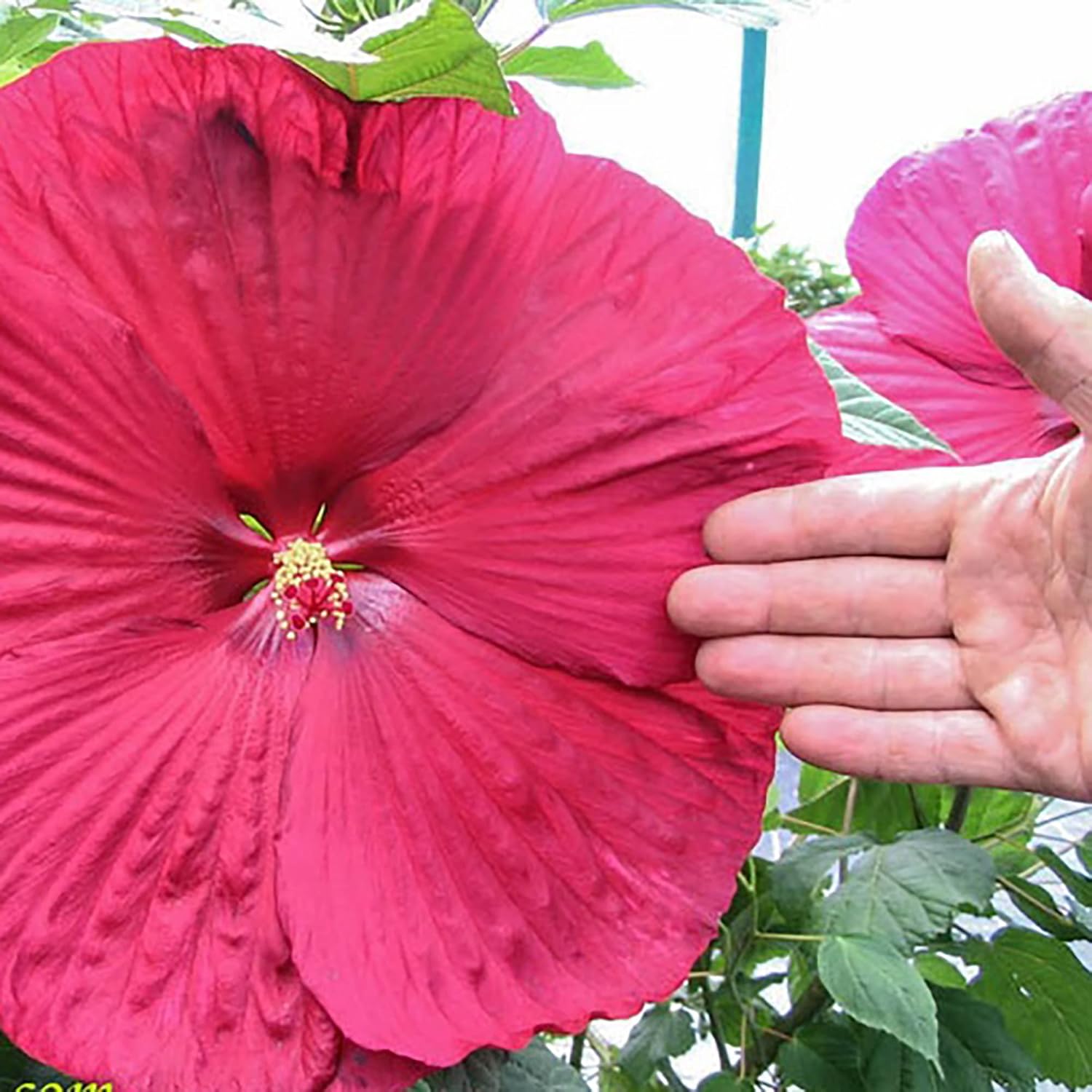Semillas de Hibisco Gigante de Jardín Hibisco Plato de Cena Moscheutos Malva de Pantano Planta Ornamental Perenne Resistente Semillas de Flores para Exterior