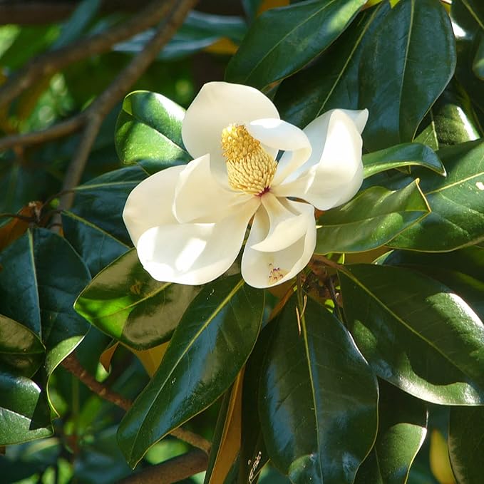 Magnolia Grandiflora Seeds For Planting