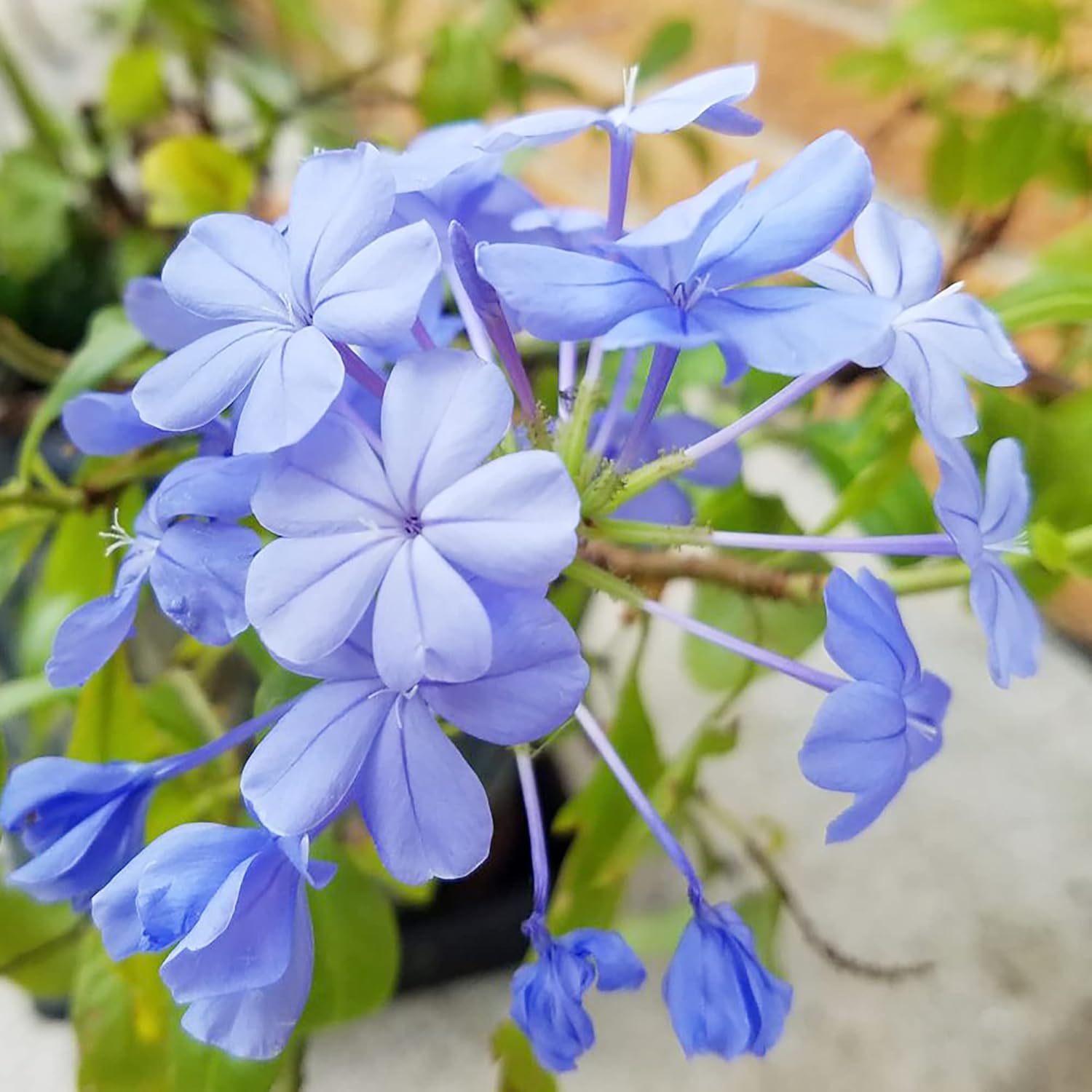 10 semillas de Plumbago azul | Arbusto floreciente | Flores azules vibrantes | Atrae polinizadores | Resistente a la sequía y de bajo mantenimiento | Ideal para jardines y paisajes