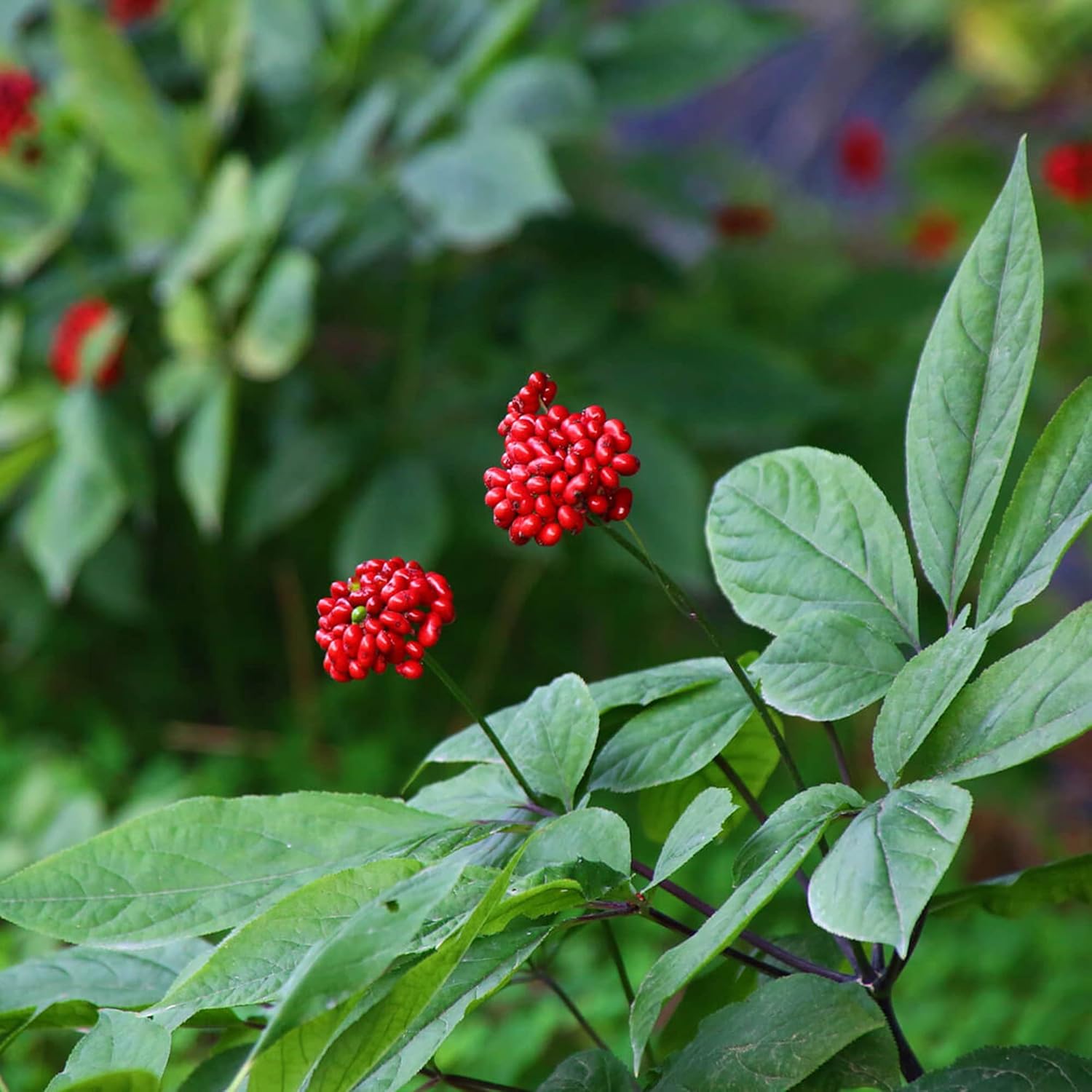 Korean Ginseng Seeds Panax Ginseng Perennial Health Benefits Garden Beds Outdoor Border Herb Seeds