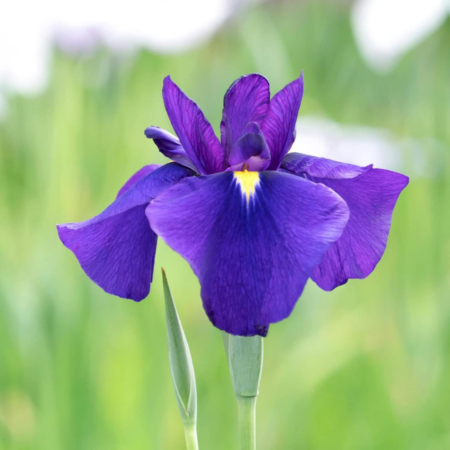 Semillas de iris japonesas Iris Ensata, flores hermosas e intrincadas, atraen polinizadores, perfectas para jardines acuáticos, bordes de estanques y bordes perennes