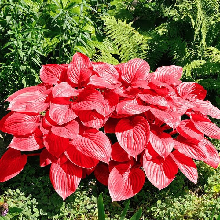 Semillas de Hosta Roja Ans Plantas Perennes Amantes de la Sombra para Jardines Interiores y Exteriores, Amigables con los Polinizadores y de Bajo Mantenimiento