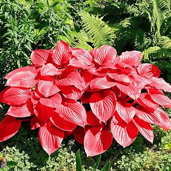 Graines de lys vivaces Hosta Jardin à planter