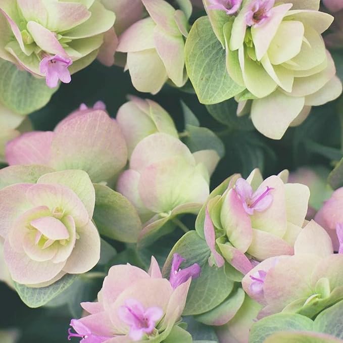 Semillas de orégano ornamental para jardines y paisajes, cobertura de suelo de bajo mantenimiento y atractor de polinizadores – 50 unidades